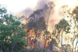 Dập tắt kịp thời vụ cháy 8ha rừng trồng tại Quảng Ngãi