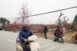 Theo nhiều người dân, hoa đào năm nay có giá cao và nhờ thời tiết, hoa cũng đẹp hơn năm trước. (Ảnh: T.H/Vietnam+)