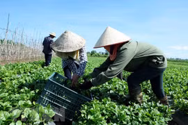 TCVN: 'Đòn bẩy' đưa sản phẩm nông nghiệp hữu cơ vào đời sống 