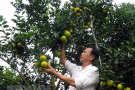 Cam Vinh tăng hơn 50% sau khi đăng chỉ dẫn địa lý được đăng bạ và quản lý… (Nguồn: TTXVN)
