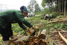 Người dân ở xã Nậm Đét, huyện Bắc Hà thu hoạch quế. (Ảnh: Vũ Sinh/TTXVN)