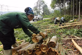 Người dân ở xã Nậm Đét, huyện Bắc Hà thu hoạch quế. (Ảnh: Vũ Sinh/TTXVN)