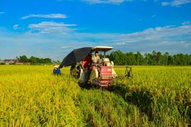 Ảnh chỉ có tính minh họa. (Ảnh: Lê Minh Sơn/Vietnam+)