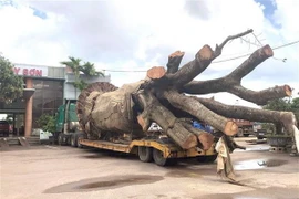 Chiếc xe vận chuyển cây siêu khủng bị lực lượng chức năng tạm giữ ở Bến xe Tây Sơn, Bình Định. (Ảnh: Nguyên Linh/TTXVN)