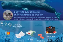 Bên trong bụng chú cá voi chết ở Indonesia chứa những gì?