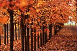 Khi Thu sang, cả khu rừng chuyển mình trong sắc vàng, đỏ tuyệt đẹp của lá phong. (Nguồn: THX/TTXVN)