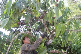 Ảnh chỉ có tính minh họa. (Ảnh: Hồng Điệp/TTXVN)