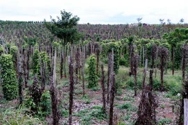 Một cánh đồng hồ tiêu tại huyện Đắk Song, tỉnh Đắk Nông, chết trụi hàng chục nghìn gốc. (Ảnh: Hưng Thịnh/TTXVN)