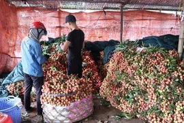 Điểm thu mua thiều. (Ảnh: Mạnh Minh/TTXVN)
