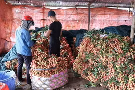 Điểm thu mua thiều. (Ảnh: Mạnh Minh/TTXVN)