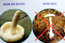 (Ảnh minh họa: Dương Ngọc/TTXVN)