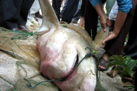 (Ảnh minh họa: Phan Thái Sơn/TTXVN)