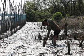 Một đối tượng tham gia vụ phá rừng bãi bồi tại xã Rạch Chèo. (Ảnh: Huỳnh Thế Anh/TTXVN)