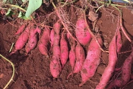 Khoai lang Nhật Bản. (Ảnh: Hồng Điệp/TTXVN)