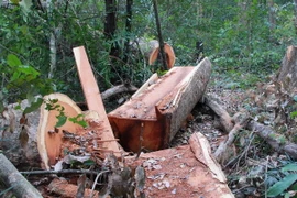 (Ảnh minh họa: Phạm Cường/TTXVN)