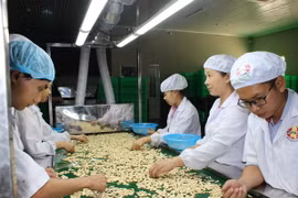 Công nhân chế biến hạt điều tại công ty Phúc An. (Ảnh: K GỬIH/TTXVN)