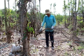 Nông dân thu gom rễ tiêu chết. (Ảnh minh họa: Hoàng Nhị/TTXVN)