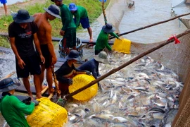 Thu hoạch cá tra thương phẩm. (Ảnh: Thanh Liêm/TTXVN)