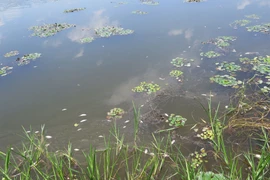 Xác cá nhỏ dạt vào bờ không đáng kể, ảnh chụp trưa 16/7. (Ảnh: Mạnh Minh/TTXVN)