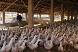 Một trang trại nuôi gia cầm ở Suichuan, tỉnh Giang Tây, miền đông Trung Quốc ngày 30/12. (Nguồn: AFP/TTXVN)