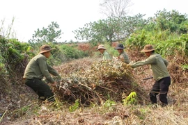 Nhân viên khu bảo tồn loài sinh cảnh thông nước ở xã Ea Ral, Đắk Lắk, phát quang bụi rậm, thu gom thực bì. (Ảnh: Dương Giang/TTXVN)