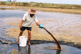 Xử lý hồ nuôi tôm bị dịch bệnh. (Ảnh minh họa: Hồ Cầu/TTXVN)