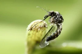 Muỗi Aedes aegypti là tác nhân làm lây lan virus Zika nguy hiểm. (Nguồn: Reuters)