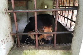 Một cá thể gấu chó bị nuôi nhốt ở Tây Ninh. (Ảnh: Lê Đức Hoảnh/TTXVN)