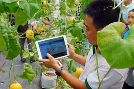 Giới thiệu hệ thống phần mềm quản lý sản xuất mô hình trồng dưa lưới trong nhà màng. (Ảnh: Mạnh Linh/TTXVN)