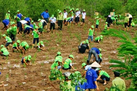 Trồng rừng ngập mặn tại Bạc Liêu. (Ảnh: Phan Thanh Cường/TTXVN)