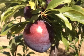 Giống mận quý “Queen Garnet” được phát triển ở bang Queensland. (Nguồn: ABC)