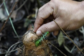 Nhân giống, bảo tồn cây thông nước. (Ảnh: Dương Giang/TTXVN)