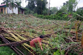 Nhiều diện tích mía của huyện Trấn Yên, Yên Bái bị đổ rạp. (Ảnh: Đức Tưởng/TTXVN)
