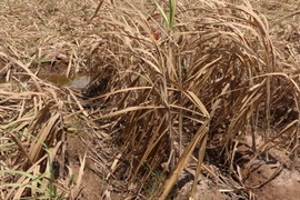 Mía chết vì hạn hán ở Cù Lao Dung, Sóc Trăng. (Ảnh: Trung Hiếu/TTXVN)