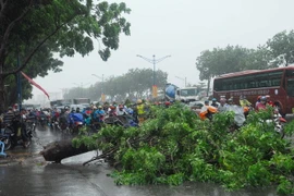 Trận mưa dông lớn chiều 27/6 làm nhiều cây xanh ngã đổ tại Thành phố Hồ Chí Minh. (Ảnh: Mạnh Linh/TTXVN)