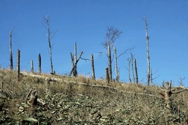 Ảnh minh họa. (Nguồn: TTXVN)