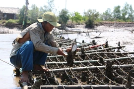 Hàng ngày, người nuôi hàu phải gỡ bỏ rất nhiều hàu chết. (Ảnh: Trần Thị Thu Hiền/TTXVN)
