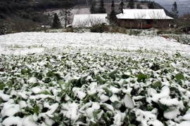 Nhiều ha hoa màu chìm trong tuyết lạnh đồng nghĩa với một vụ mùa thất thu của bà con vùng cao khi Tết Nguyên đán đã cận kề. (Ảnh: Quỳnh Trang/TTXVN)