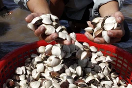 Ảnh minh họa. (Nguồn: TTXVN)