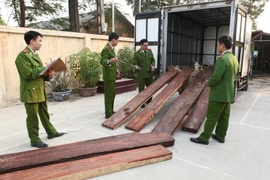 Tang vật gỗ trắc đỏ thu giữ trong một vụ buôn lậu bị phát hiện. (Ảnh: Doãn Tuấn/TTXVN)