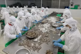 Chế biến tôm đông lạnh xuất khẩu tại nhà máy của Công ty Cổ phần Thủy sản Minh Hải, Bạc Liêu. (Ảnh: Vũ Sinh/TTXVN) 