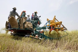 Nông dân gặt lúa trên cánh đồng ở tỉnh Nonthaburi, Thái Lan. (Nguồn: EPA/TTXVN)