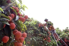 Ảnh minh họa. (Nguồn: TTXVN)