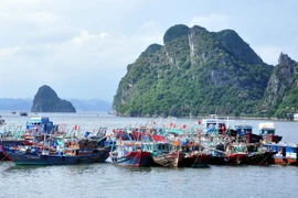 Các tàu được neo đậu sát vào nhau trong khu vực kín gió để đảm bảo an toàn. (Ảnh: Nguyễn Hoàng/TTXVN)