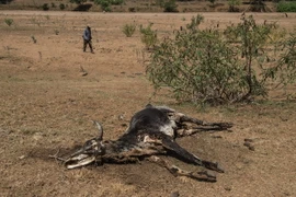 Động vật chết khô bên bờ sông Umfolozi ở phía tây bắc Durban, Nam Phi, do hạn hán. (Nguồn: AFP/TTXVN)