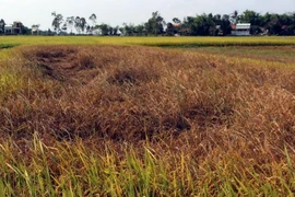 Lúa bị nhiễm rầy làm thóc bị lép, chỉ có thể dùng làm thức ăn trong chăn nuôi. (Ảnh: Đỗ Trưởng/TTXVN)