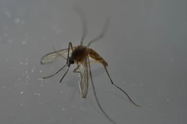 Muỗi Aedes, vật trung gian lây truyền virus Zika. (Nguồn: AFP/TTXVN)