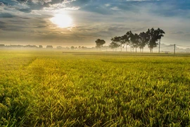 Ảnh minh họa. (Ảnh: Minh Sơn/Vietnam+)