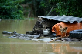 (Ảnh: Minh Quyết/TTXVN)