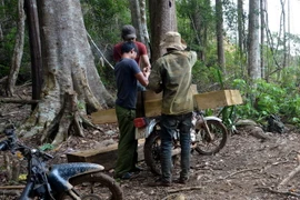 Lâm tặc công khai bốc xếp, vận chuyển gỗ lậu trên địa bàn xã Đăk Nhoong ngày 20/6. (Ảnh: Cao Nguyên/TTXVN)